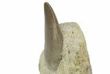 Serrated Dinosaur (Allosaurus) Tooth - Colorado #218327-3